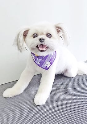 太崎ちゅらちゃん