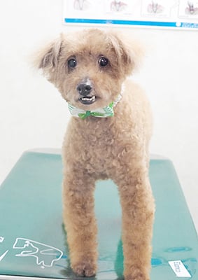 前田ソルファちゃん