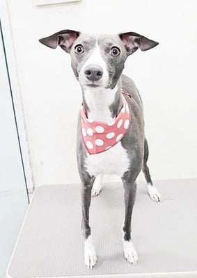 宮下レジーナちゃん