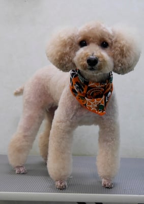 岩元アップちゃん