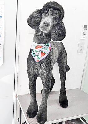 中野小豆ちゃん