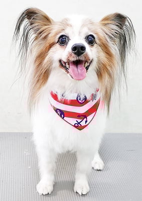 吉田パピちゃん