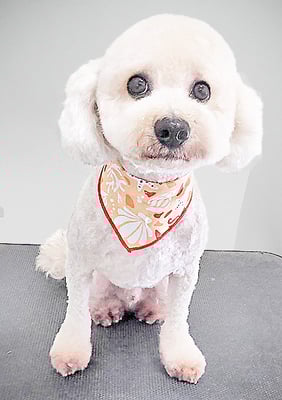 有村ルークちゃん