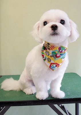 田代ジャスミンちゃん