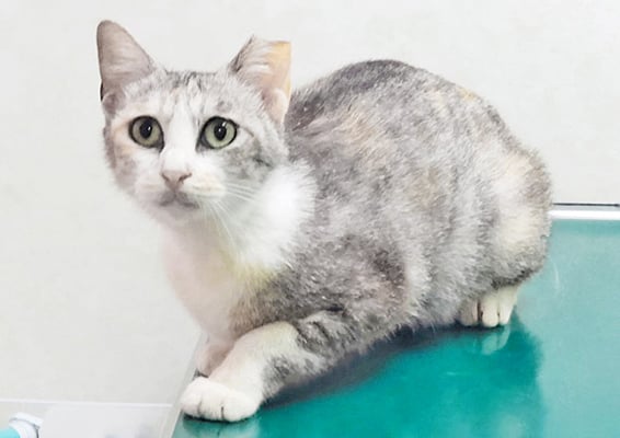 下島みーちゃん