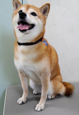 藤井リンちゃん