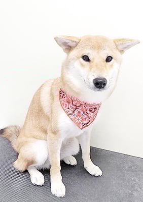 玖須ルビーちゃん