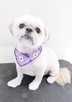 阿部ゆきちちゃん