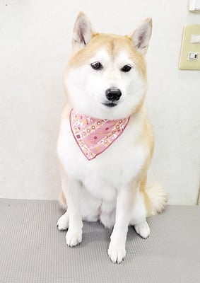 小村ゆずちゃん