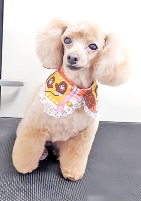 森崎ネネちゃん