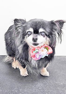 福留まろちゃん