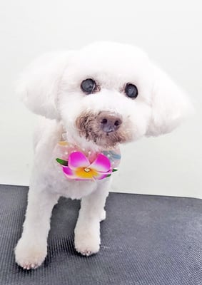 三宅美豚ちゃん