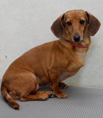 別府モモちゃん