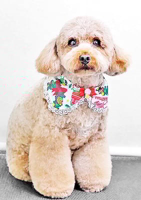 榎元チョコちゃん