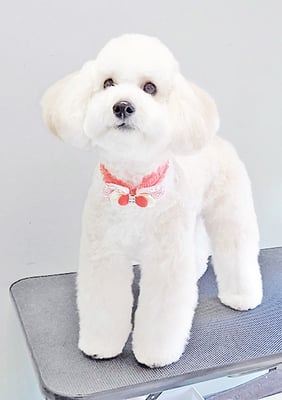 長谷ラナちゃん