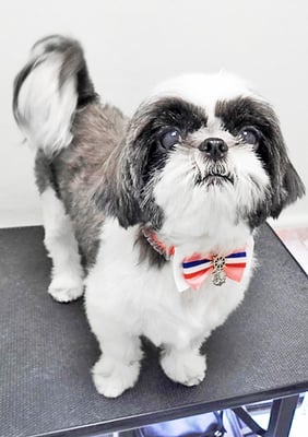 隈元あんこちゃん