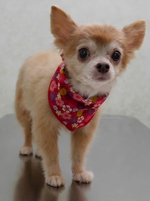 江上ベベちゃん