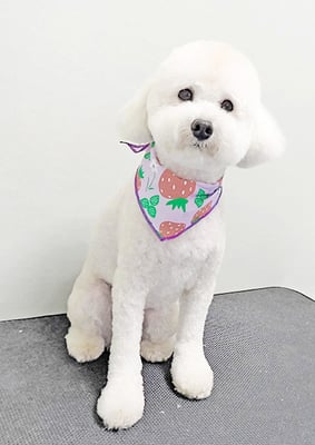 山小田アンディちゃん