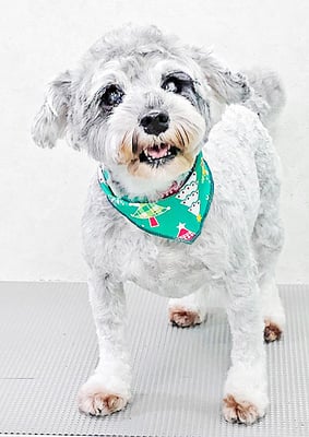 新田つむぎちゃん