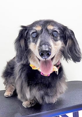 谷口チョコちゃん