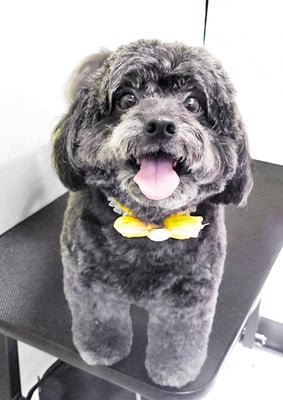 菅原クーちゃん