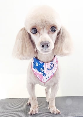 中村てぃーちゃん