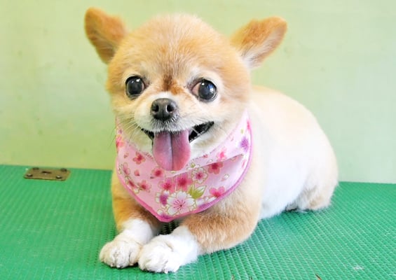 川田オカンちゃん