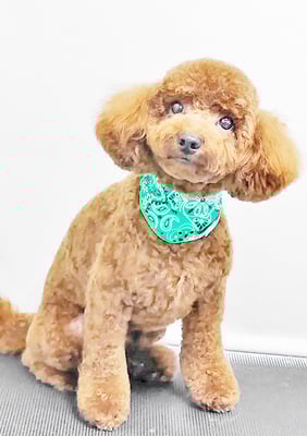 門之園るるちゃん