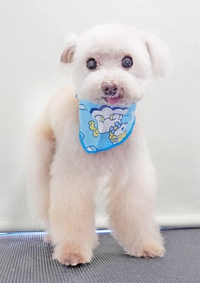 田淵コマロちゃん