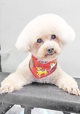 脇田茶々ちゃん