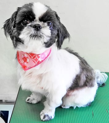 隈元あんこちゃん