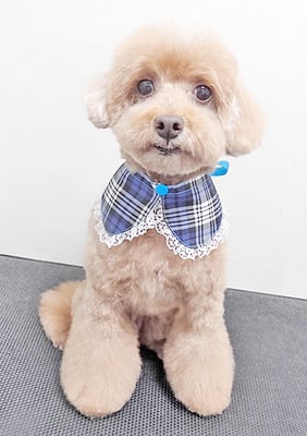 平田小鉄ちゃん