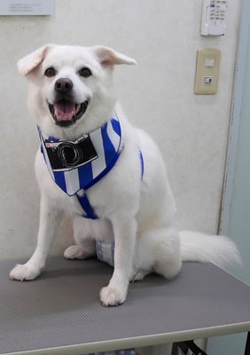 宮屋敷ボンタちゃん