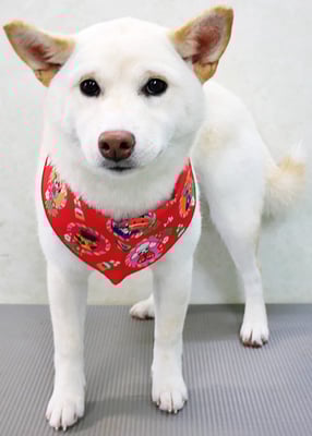 稲荷田ルルちゃん