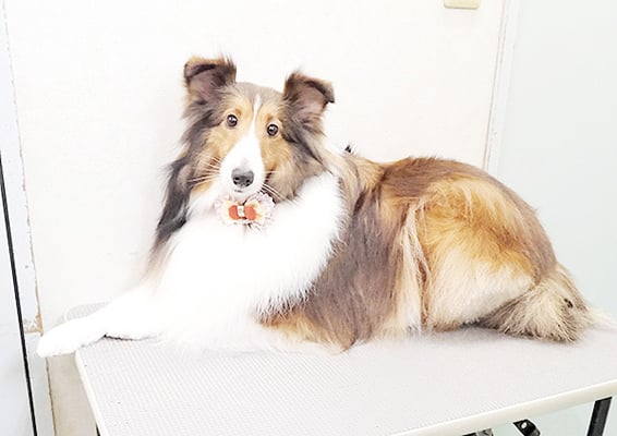 國生レイラちゃん