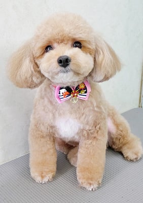 丸山小琴ちゃん