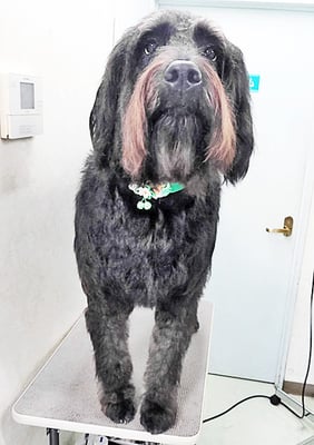 田代ロッティちゃん