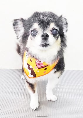 上妻ミントちゃん