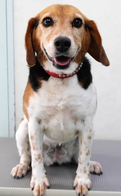 坂元ハナちゃん