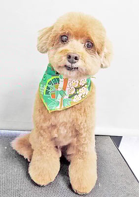 平田小鉄ちゃん