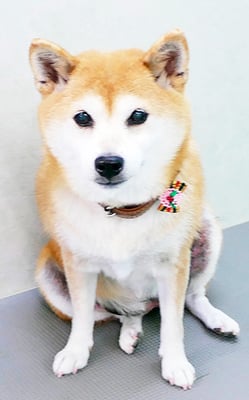 小田ハルちゃん