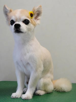 小牟禮ラッキーちゃん