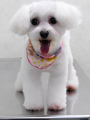 中島フワリちゃん