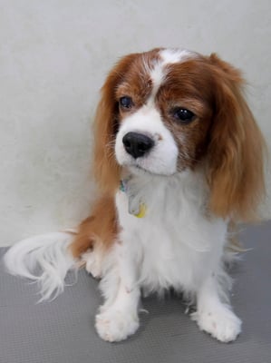 久永ココロちゃん