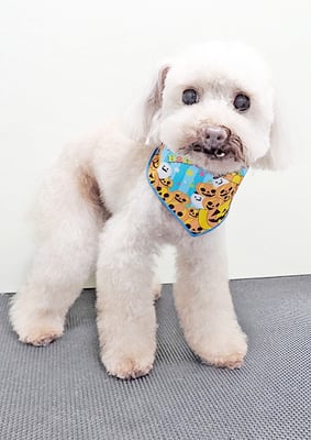 田淵コマロちゃん