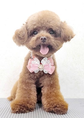 竹本ムギちゃん