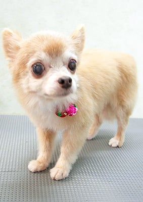 江上ベベちゃん