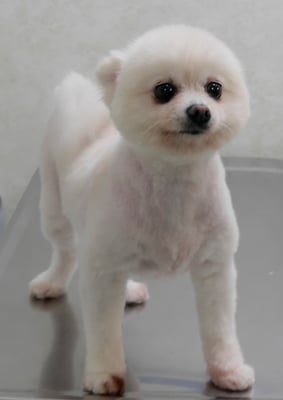 森崎ピュアちゃん