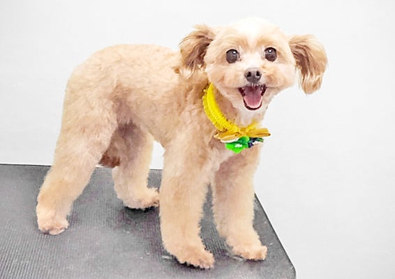 清正メイちゃん