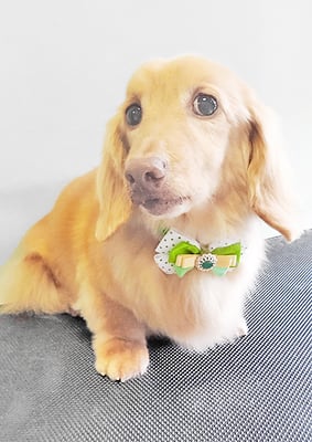 前薗パルちゃん